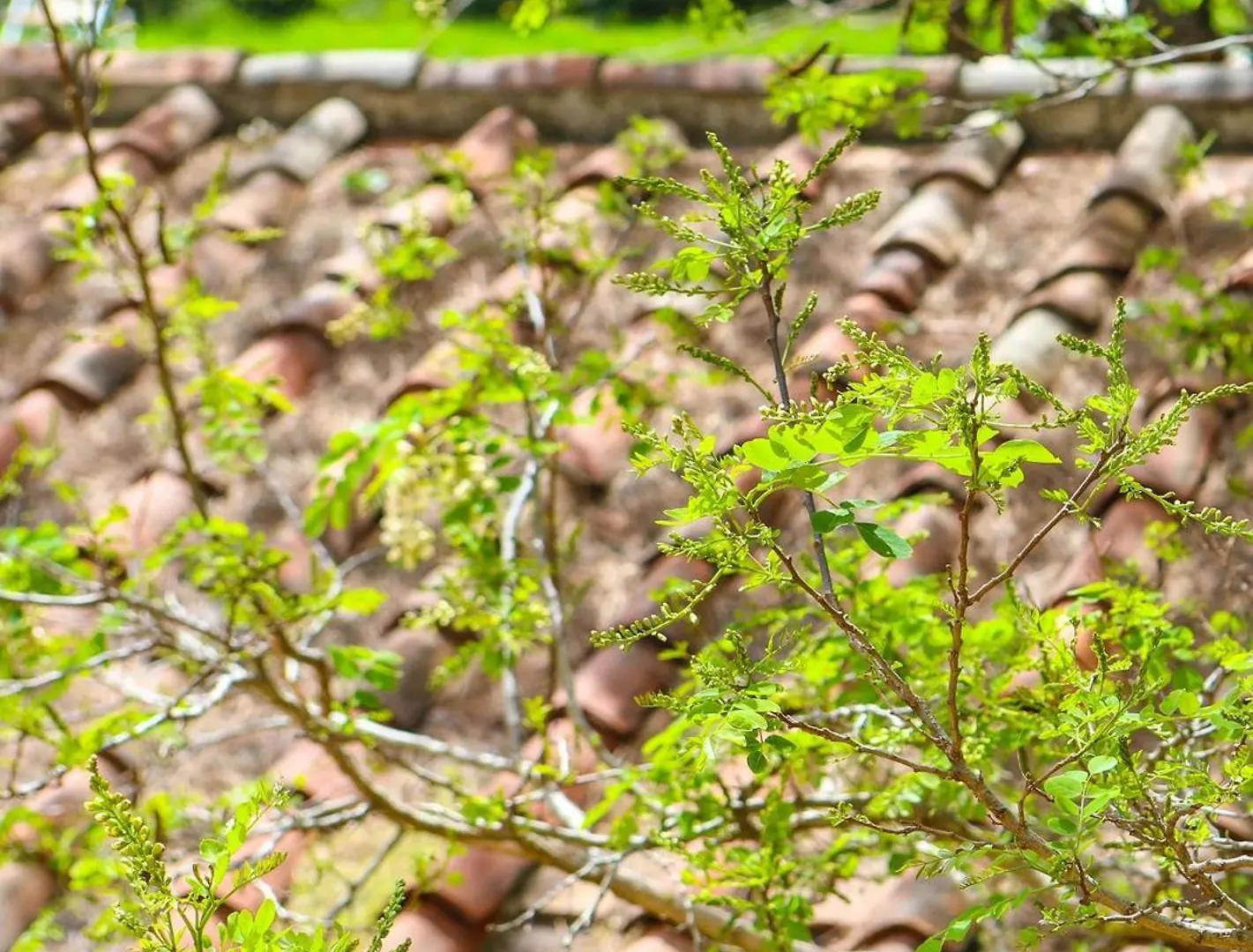 Farm stay Il Gelso Di Francesco - N6 Villa Cecina  Italy